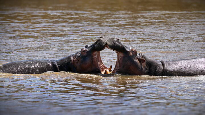 Сердечная встреча