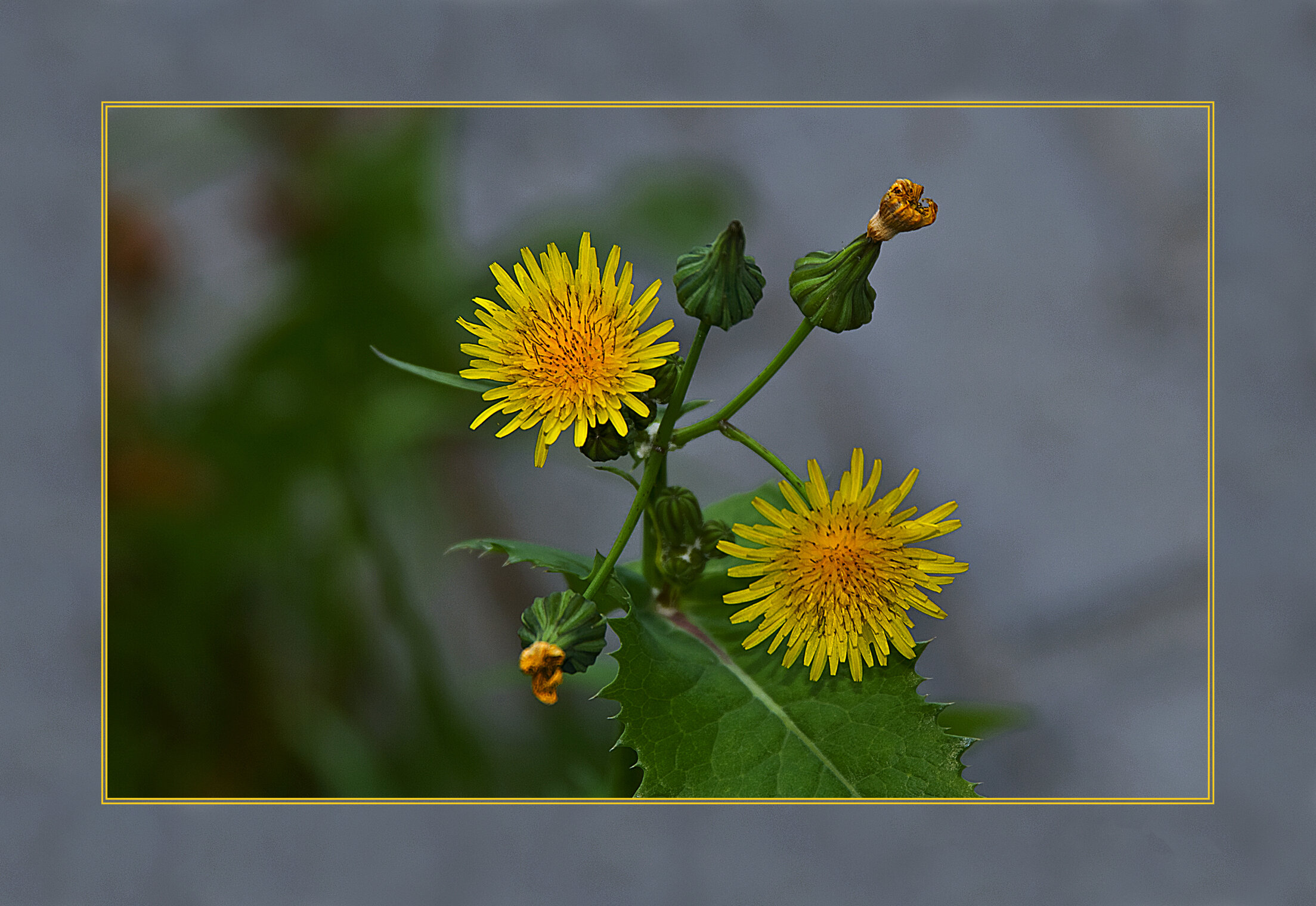 ЖЁЛТОЕ Flora Flowers