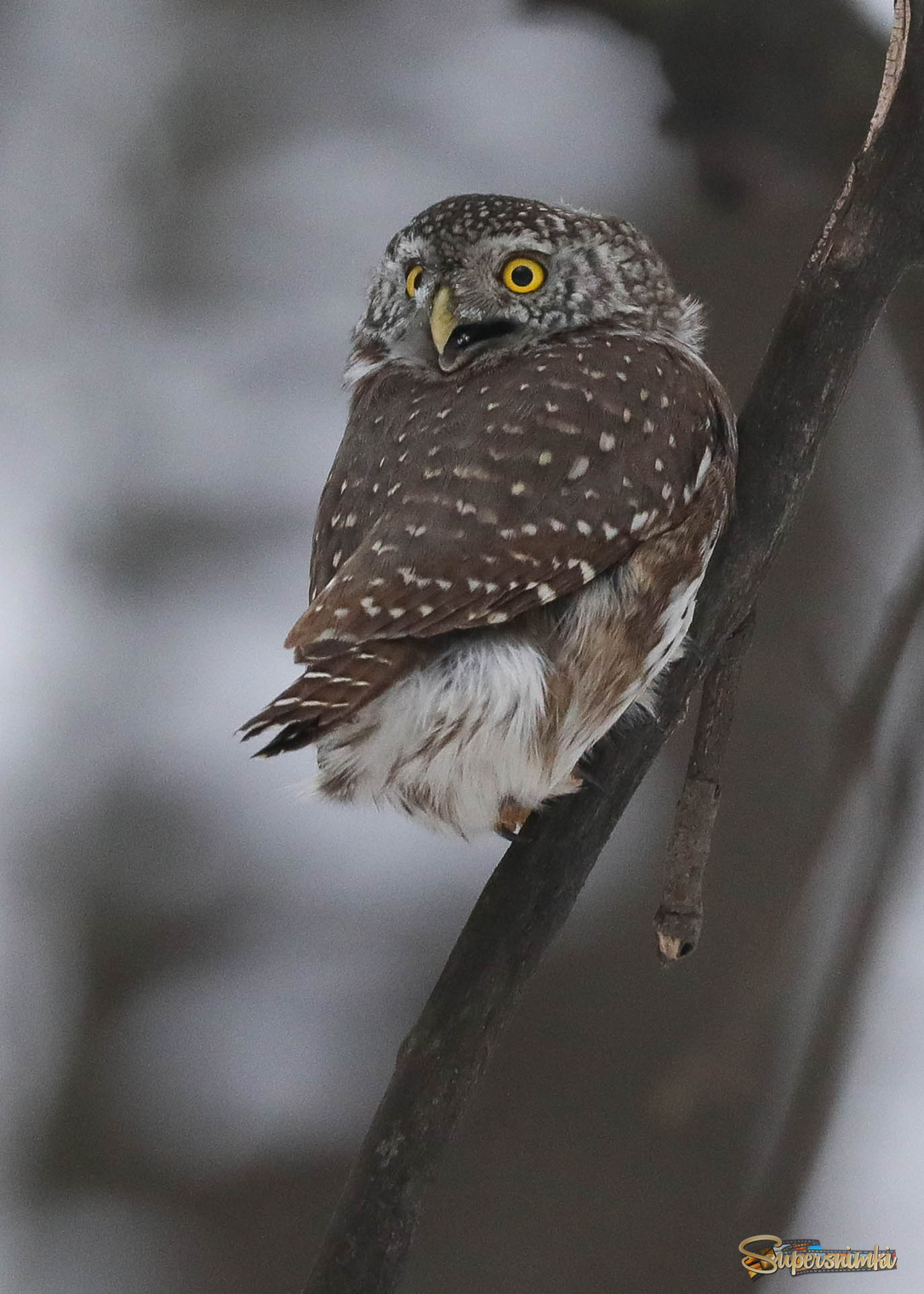 Сыч ругается