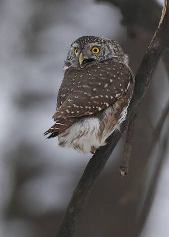 Сыч ругается