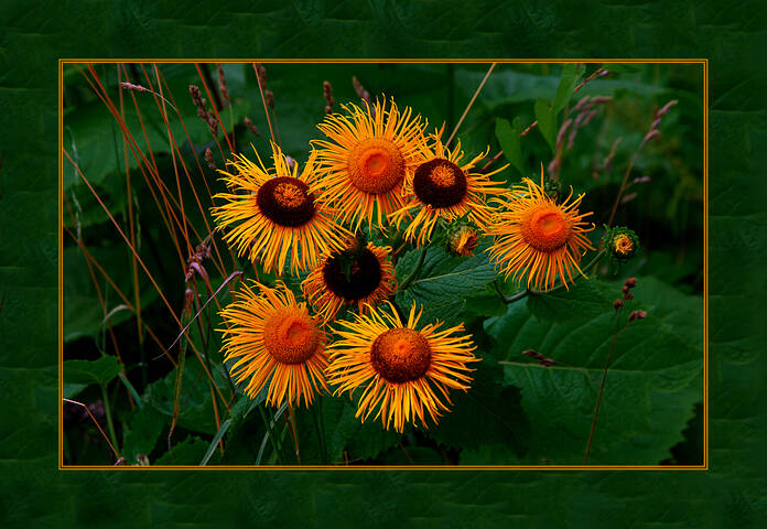 ЖЁЛТОЕ Flora Flowers