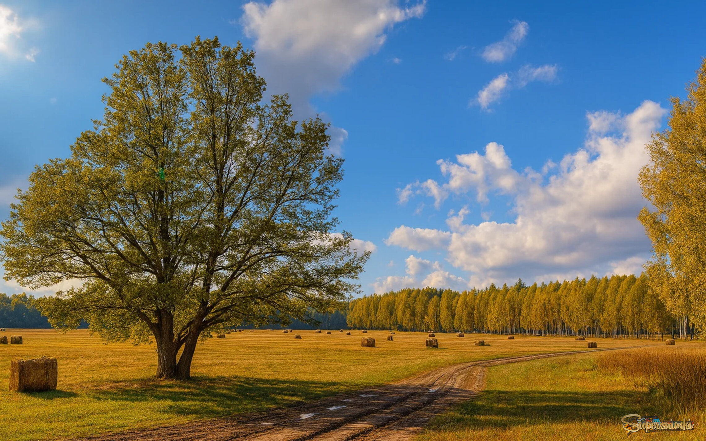 Грибные опушки