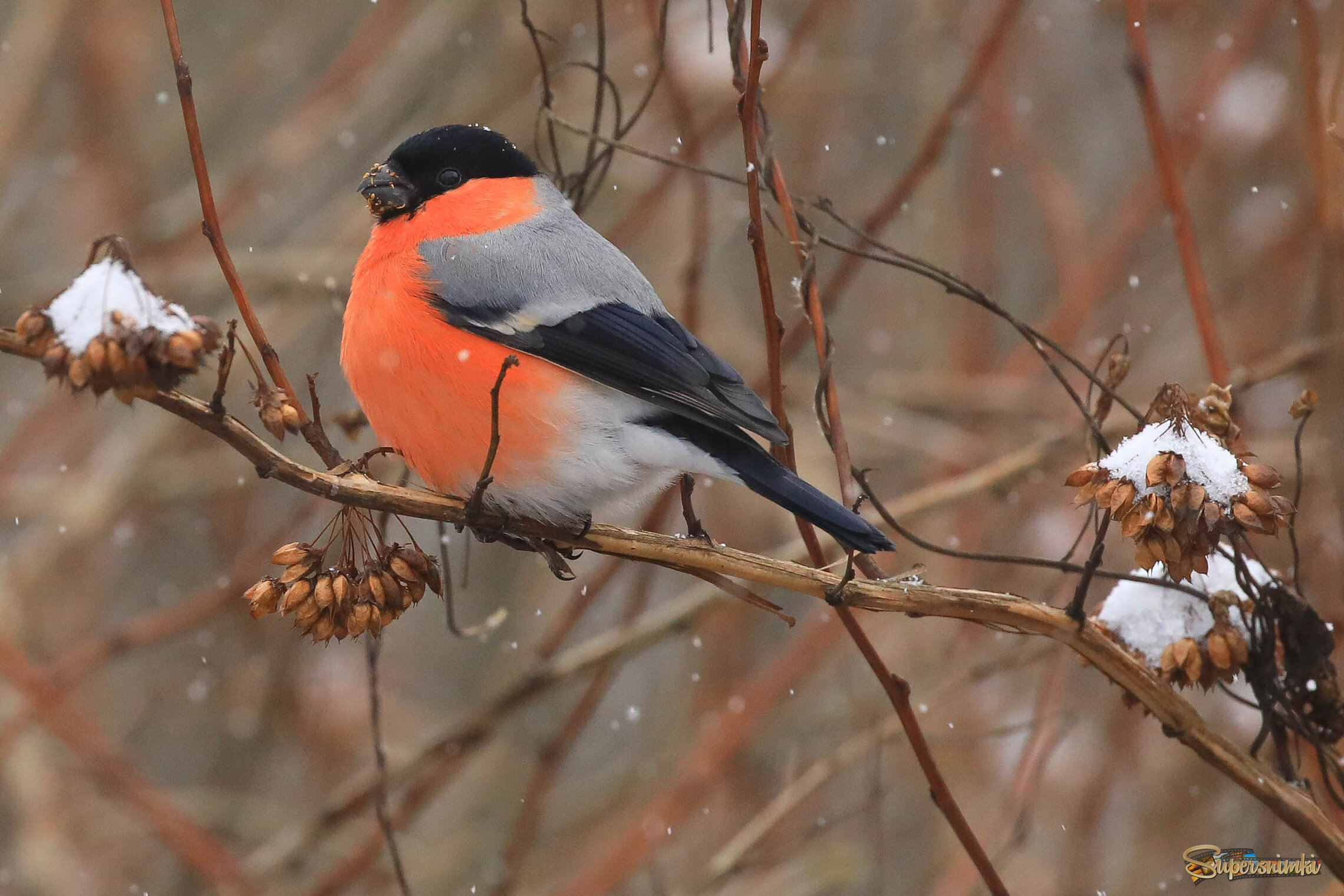 Снег в обед