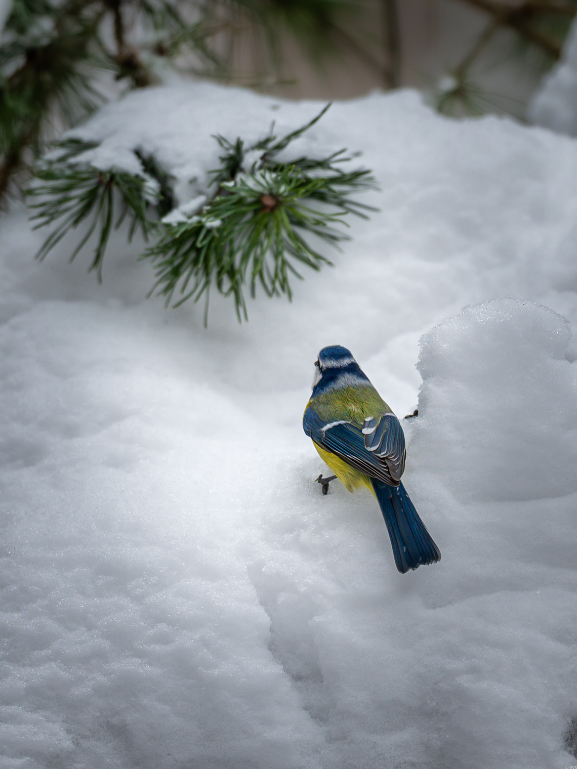 Ну чем не попугайчик цветастый?