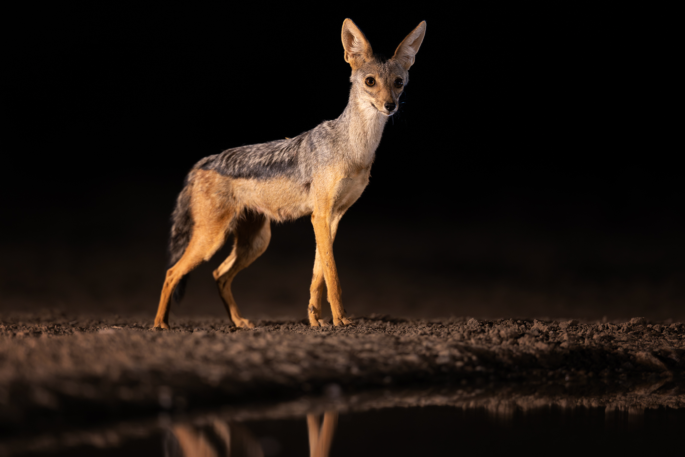 Акела промахнулся! 