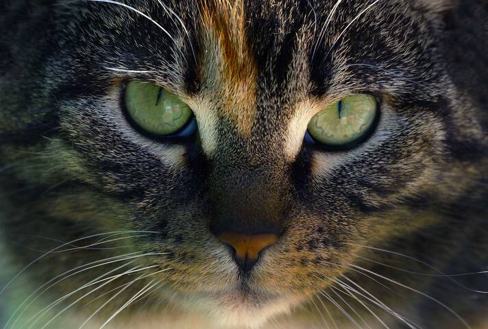 зеленые глаза