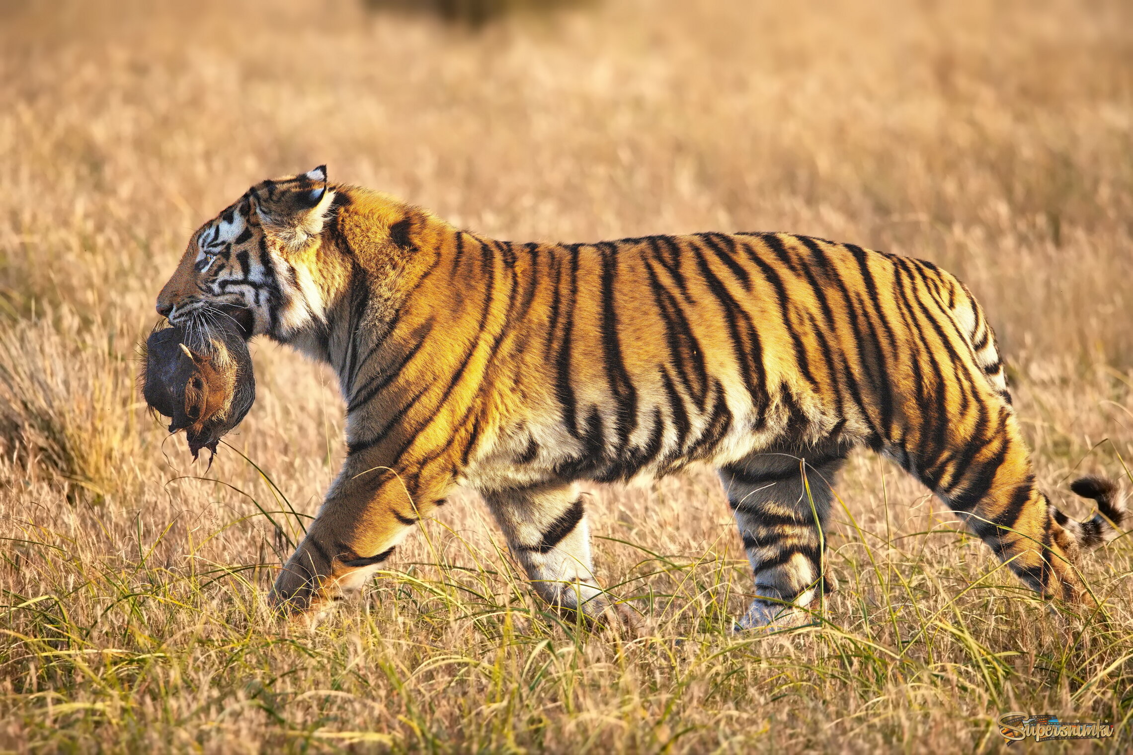 Несчастная Пумба