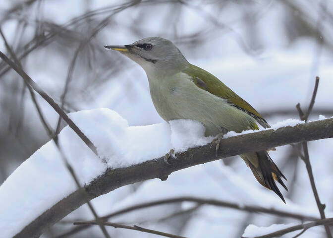 Снежные ванны
