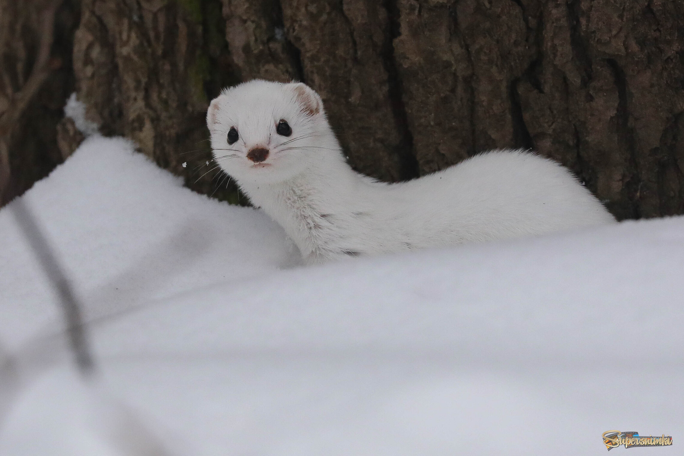 Снег охоте не помеха