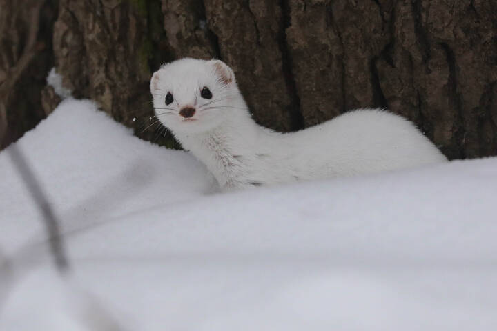 Снег охоте не помеха