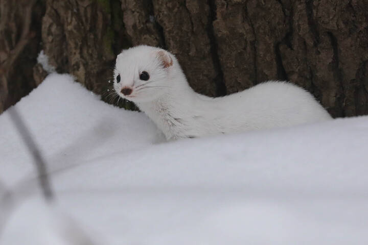 Снег охоте не помеха