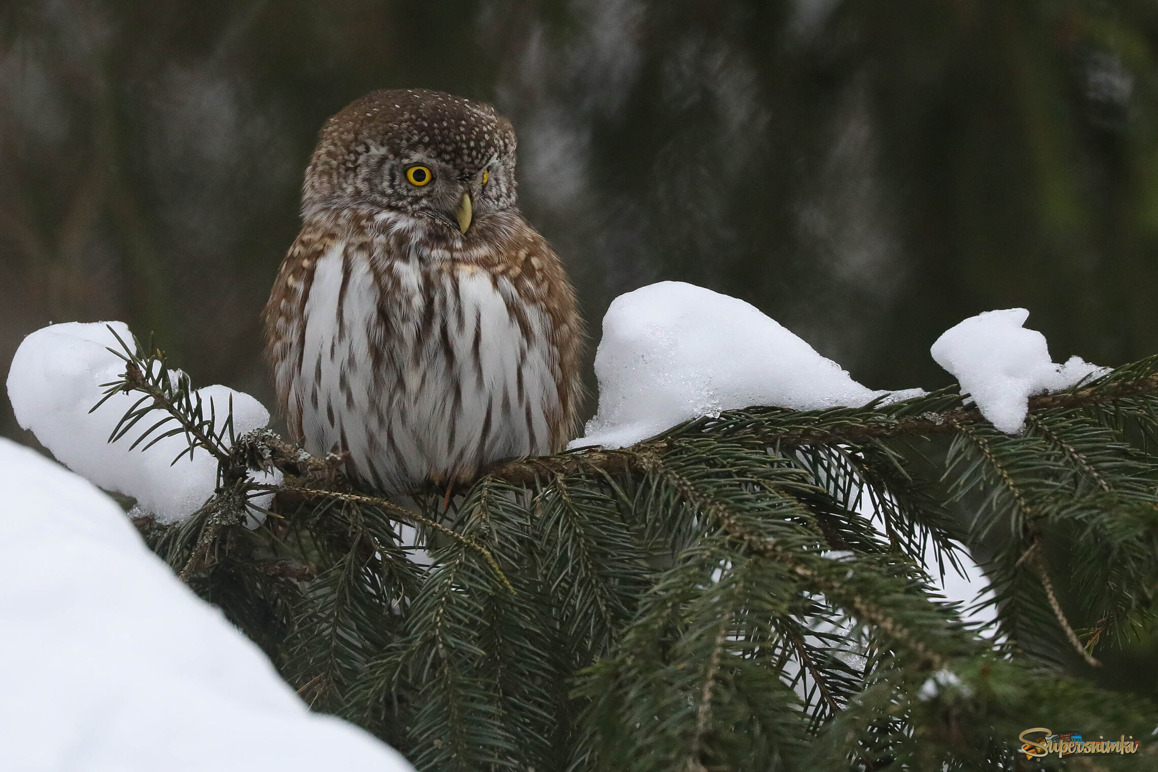 Новогодний сыч