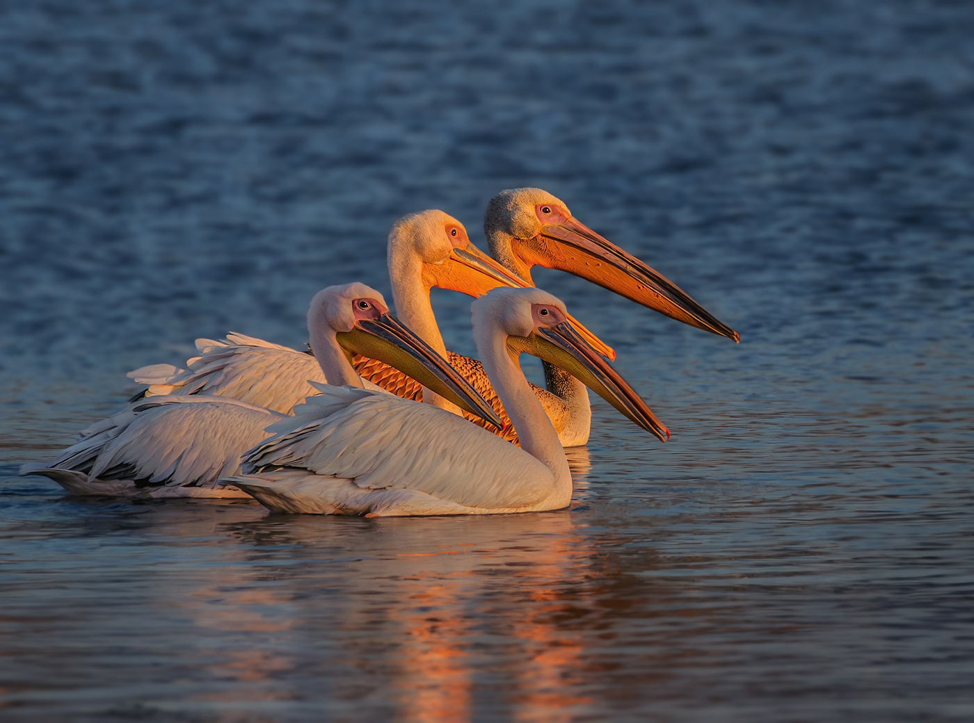 В вечернем свете