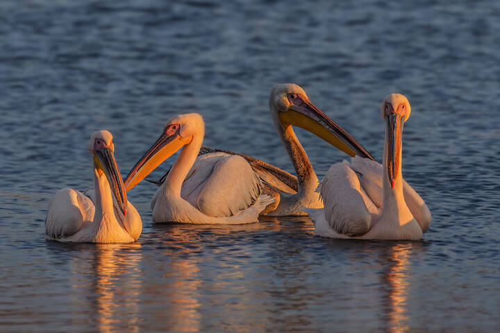 В вечернем свете