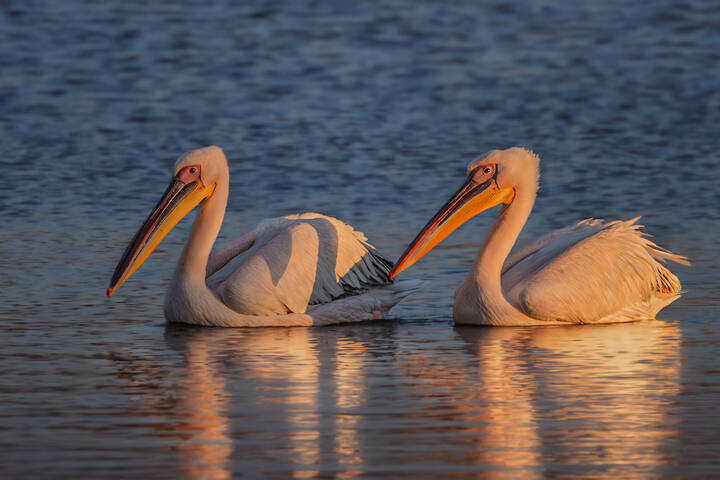 В вечернем свете