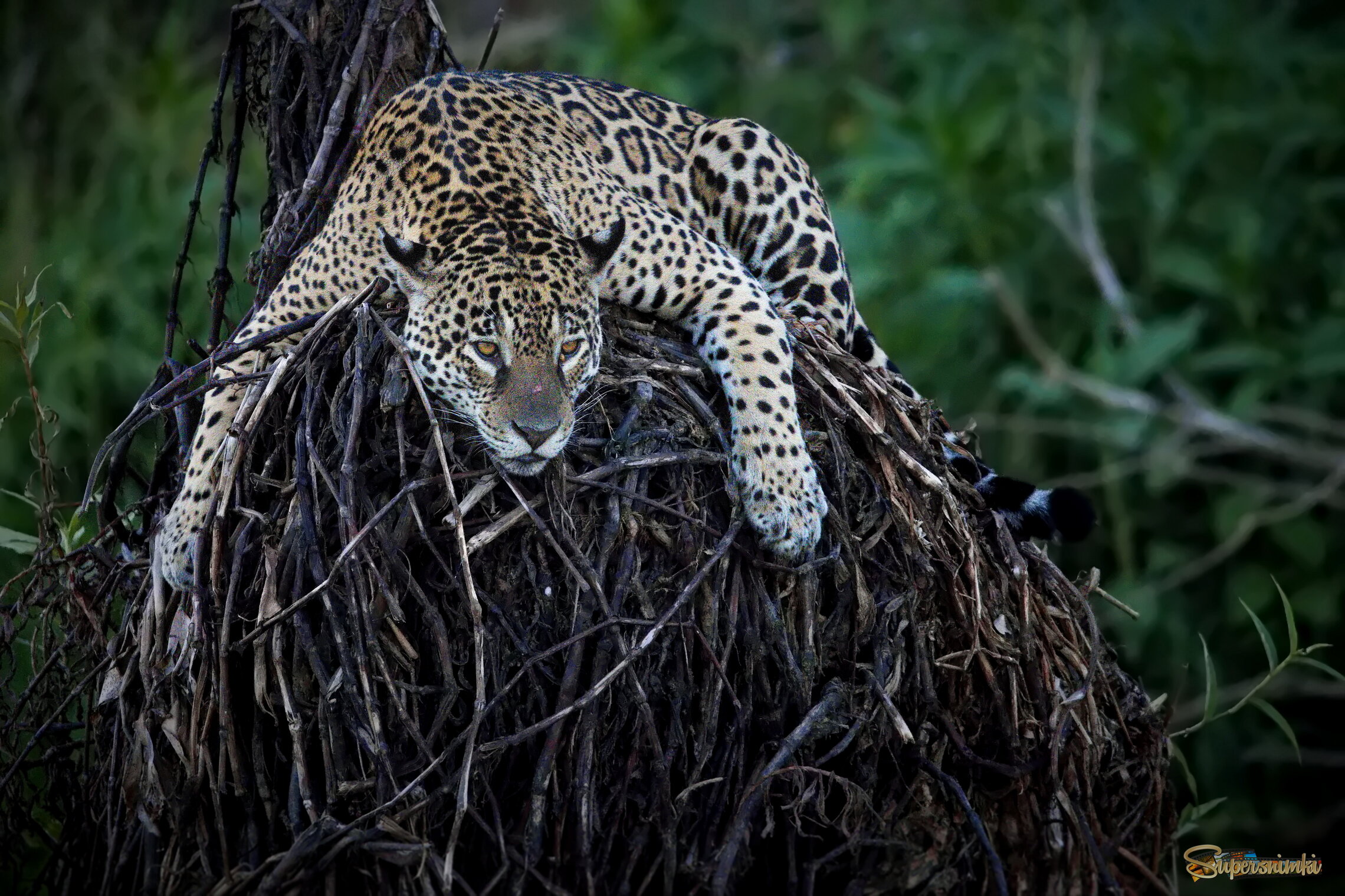 Ленивый вечер