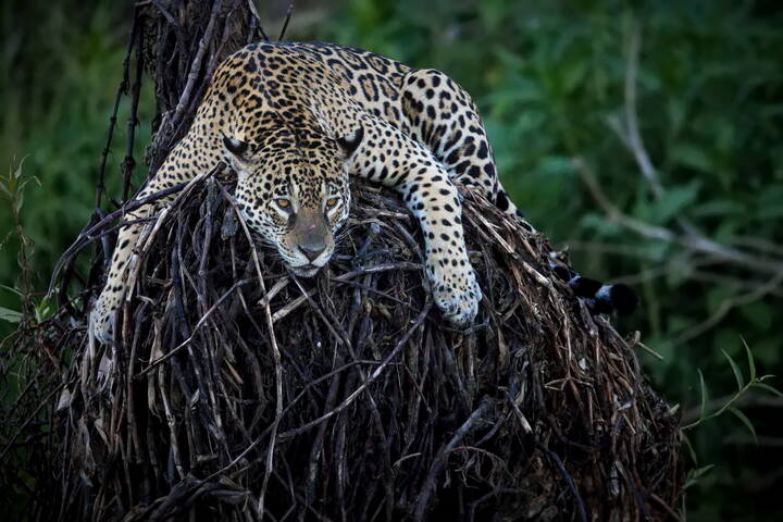 Ленивый вечер