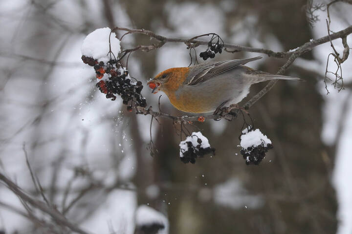 В окружении лакомства