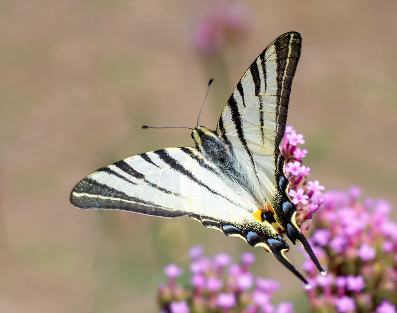 парусник Подалирий