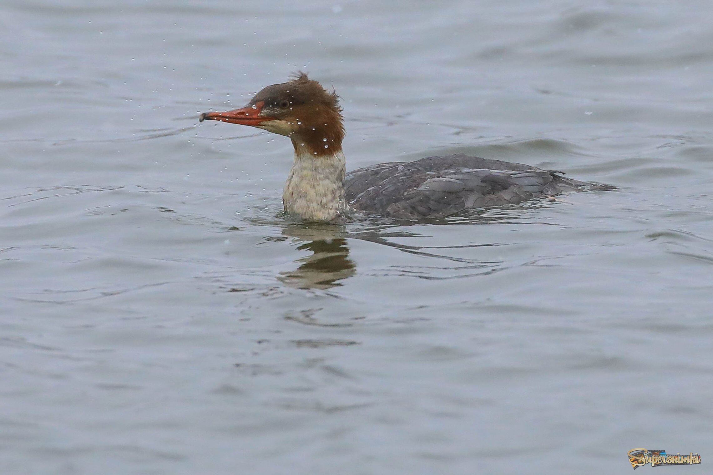 Из пучины речной