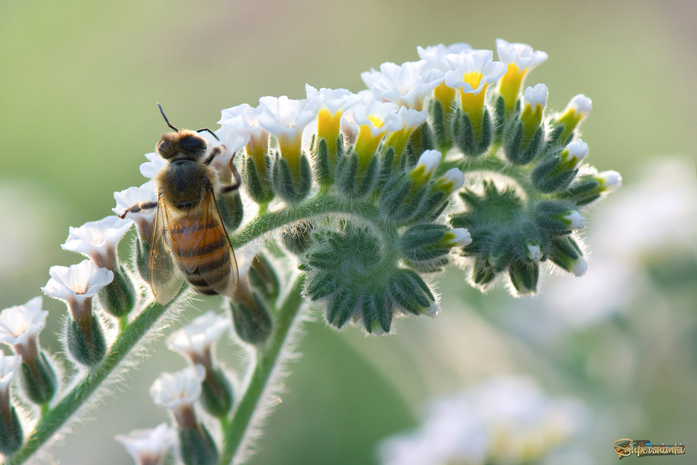 *Утренний сон на летнем лугу...