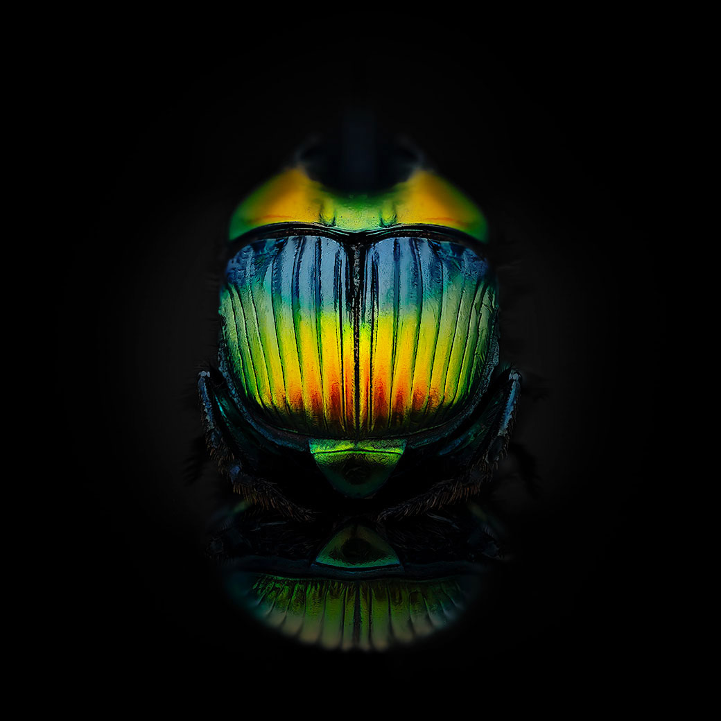 Sulcophanaeus imperator