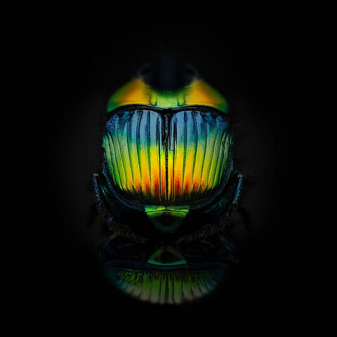 Sulcophanaeus imperator