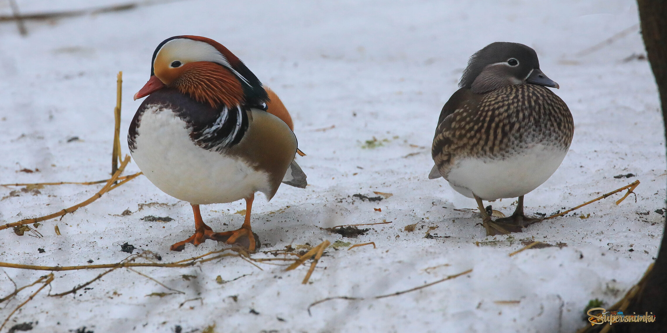 Семейные разногласия