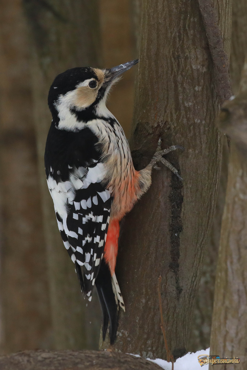 Партизанка