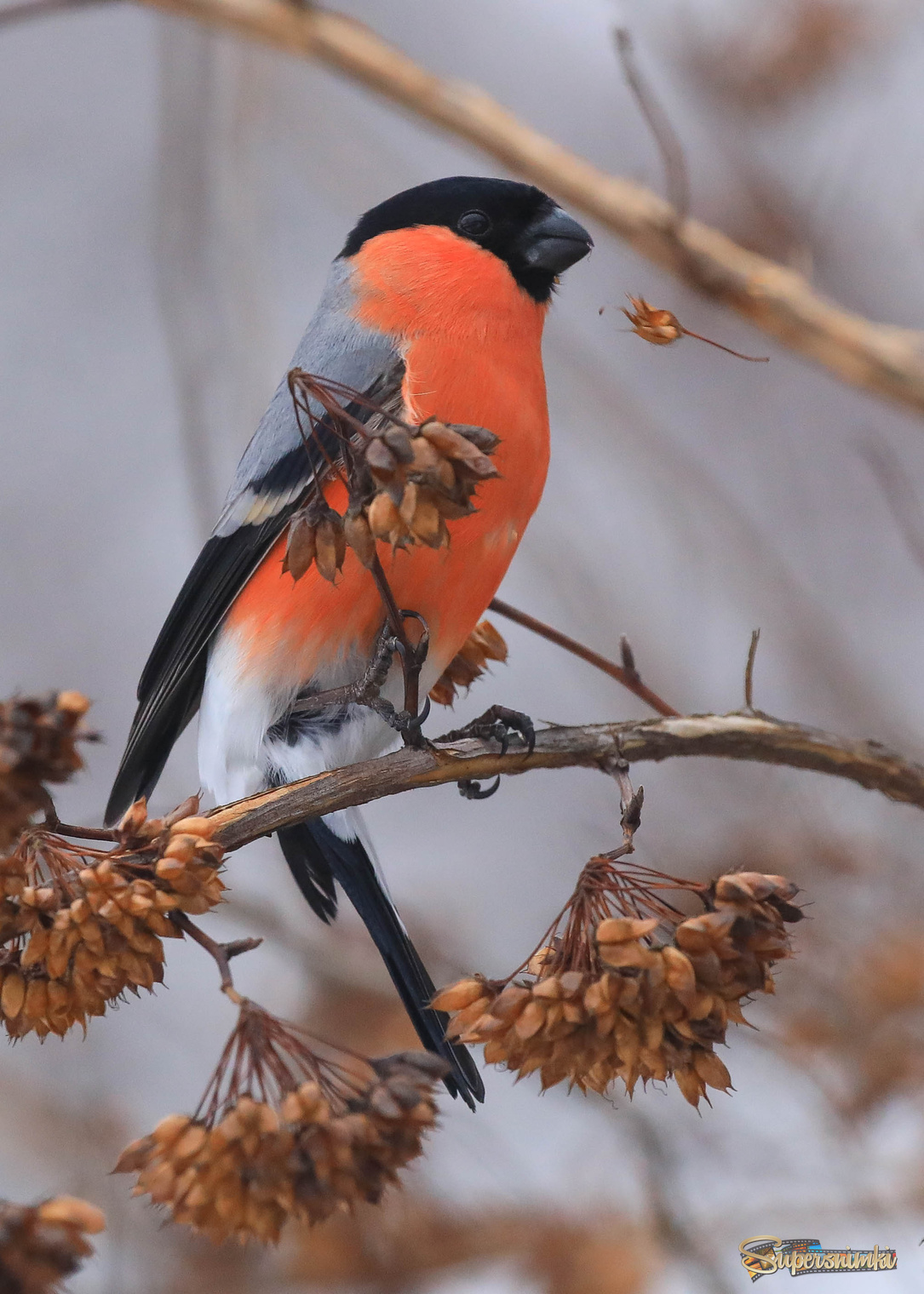 Шелуха а полёте