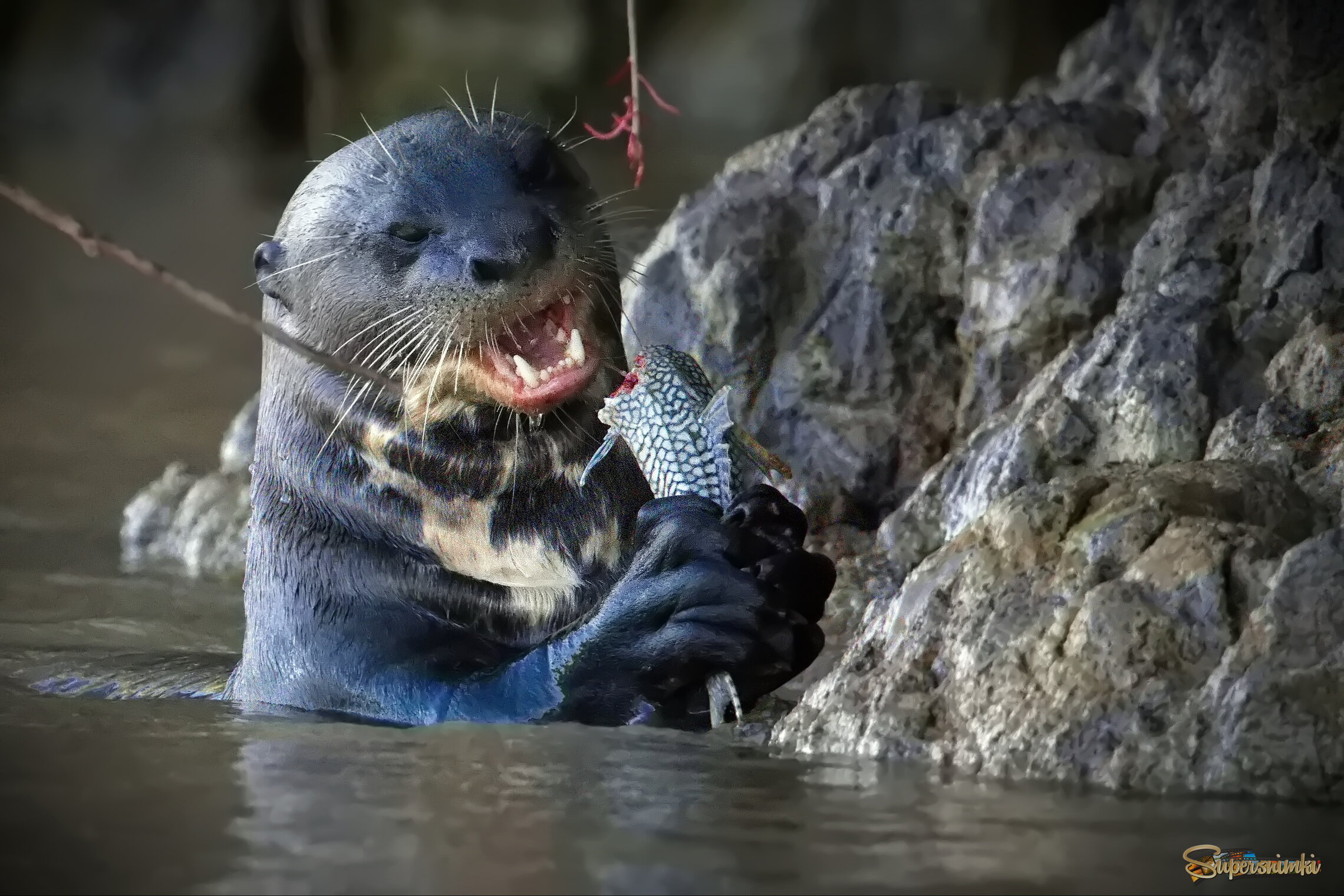 Большой закусон