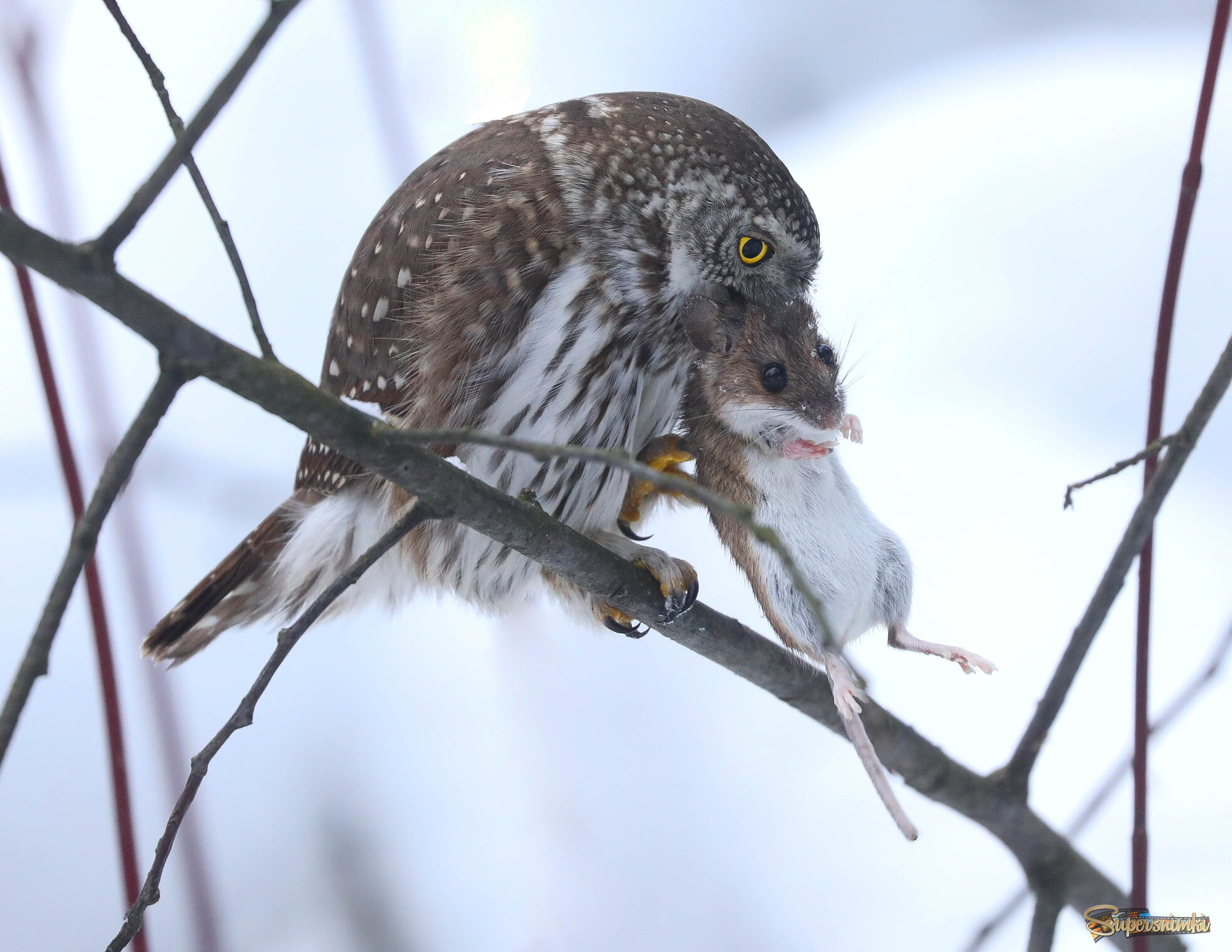 Маленький убийца