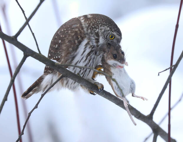 Маленький убийца
