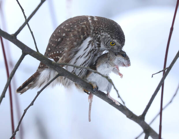 Маленький убийца
