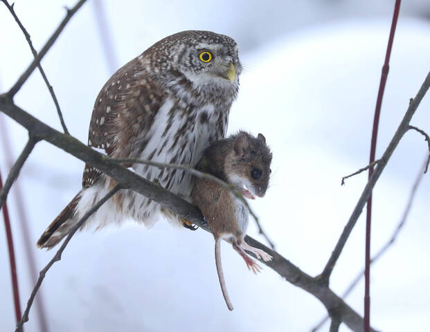 Маленький убийца