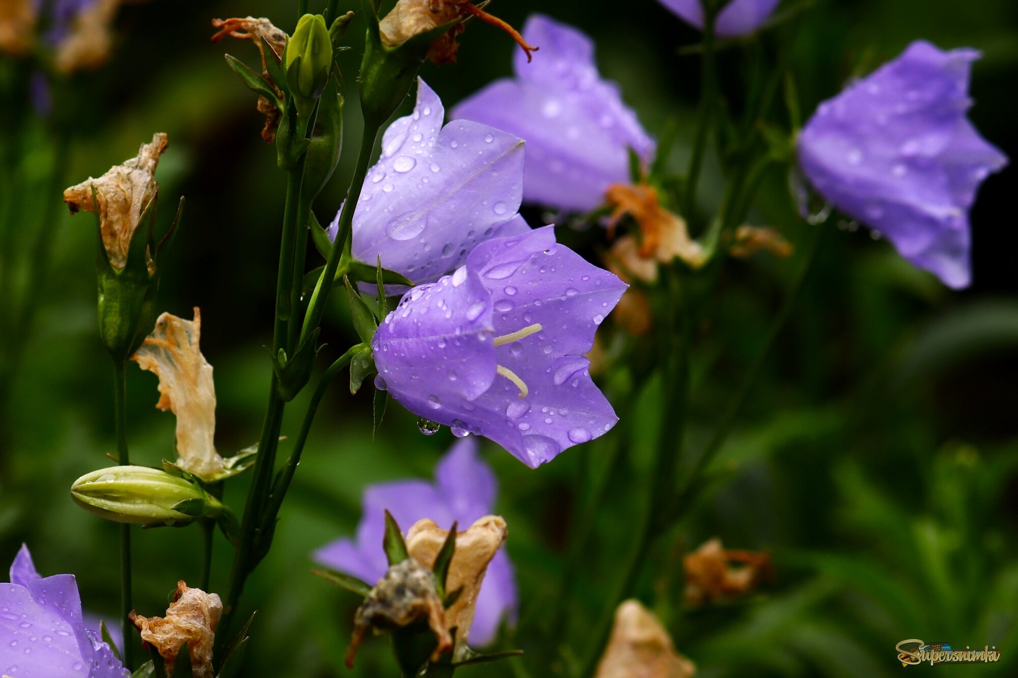 Цветы ушедшего лета