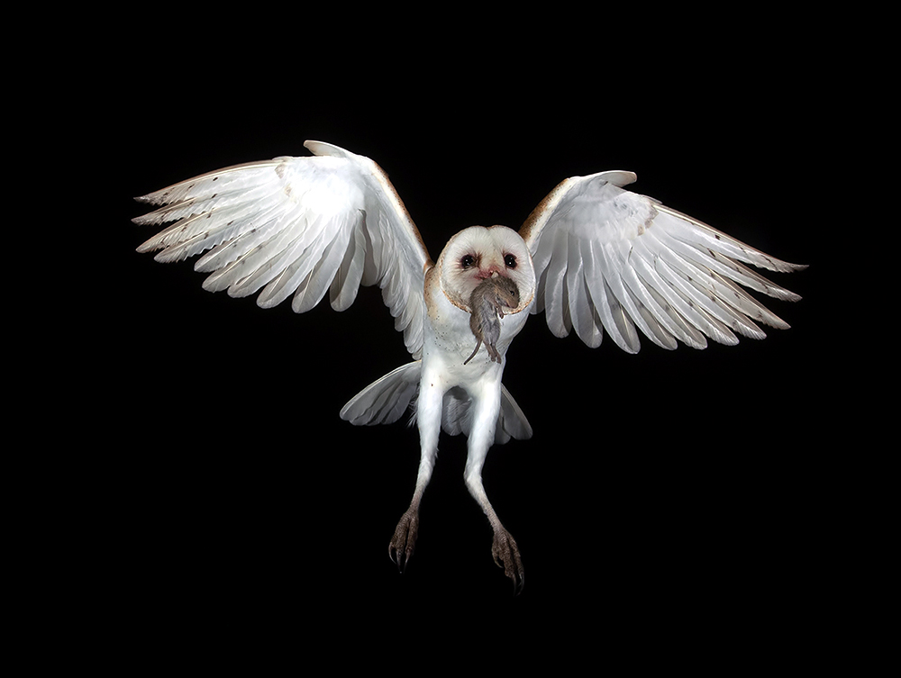 Barn Owl - Обыкновенная сипуха