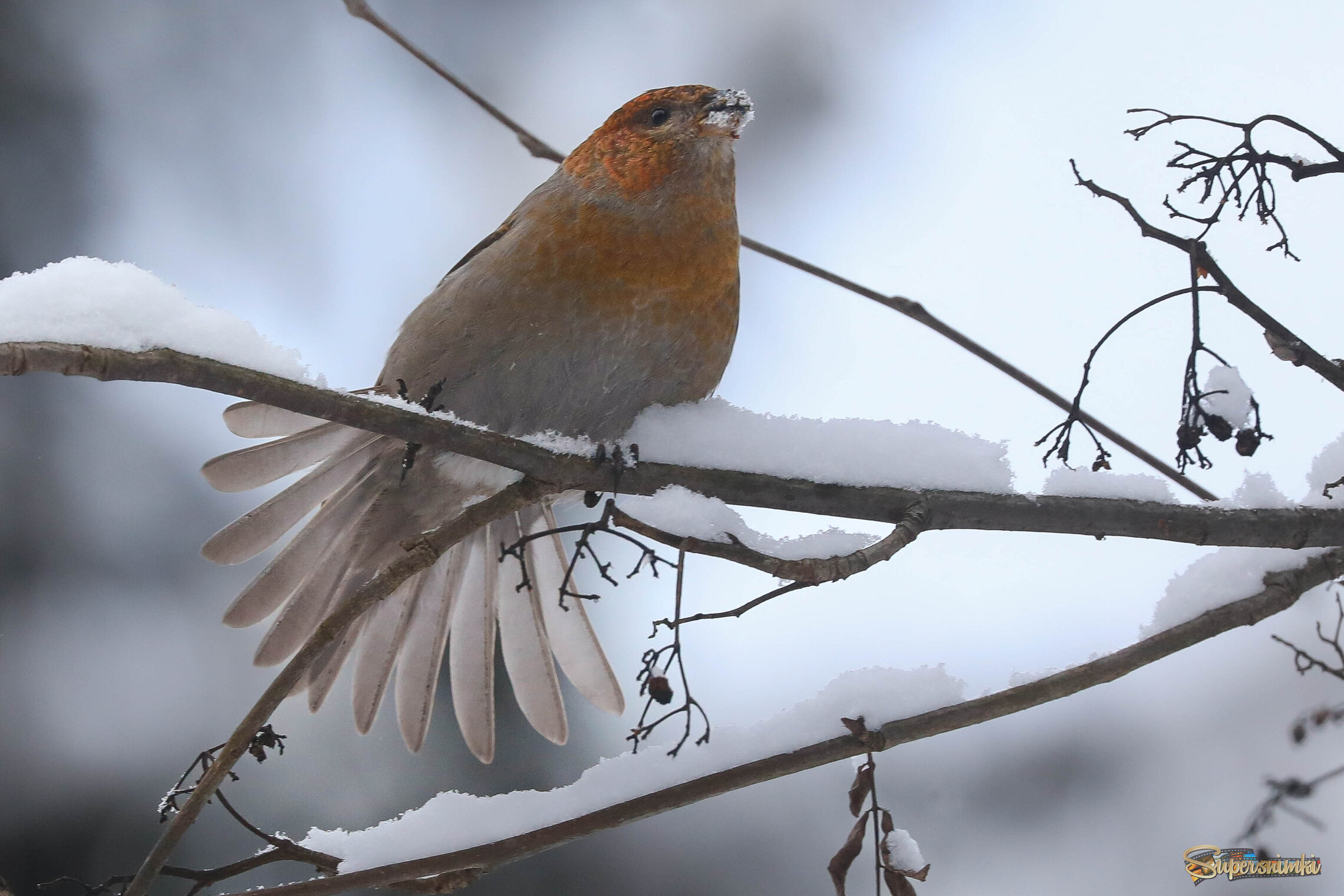 Хвост веером
