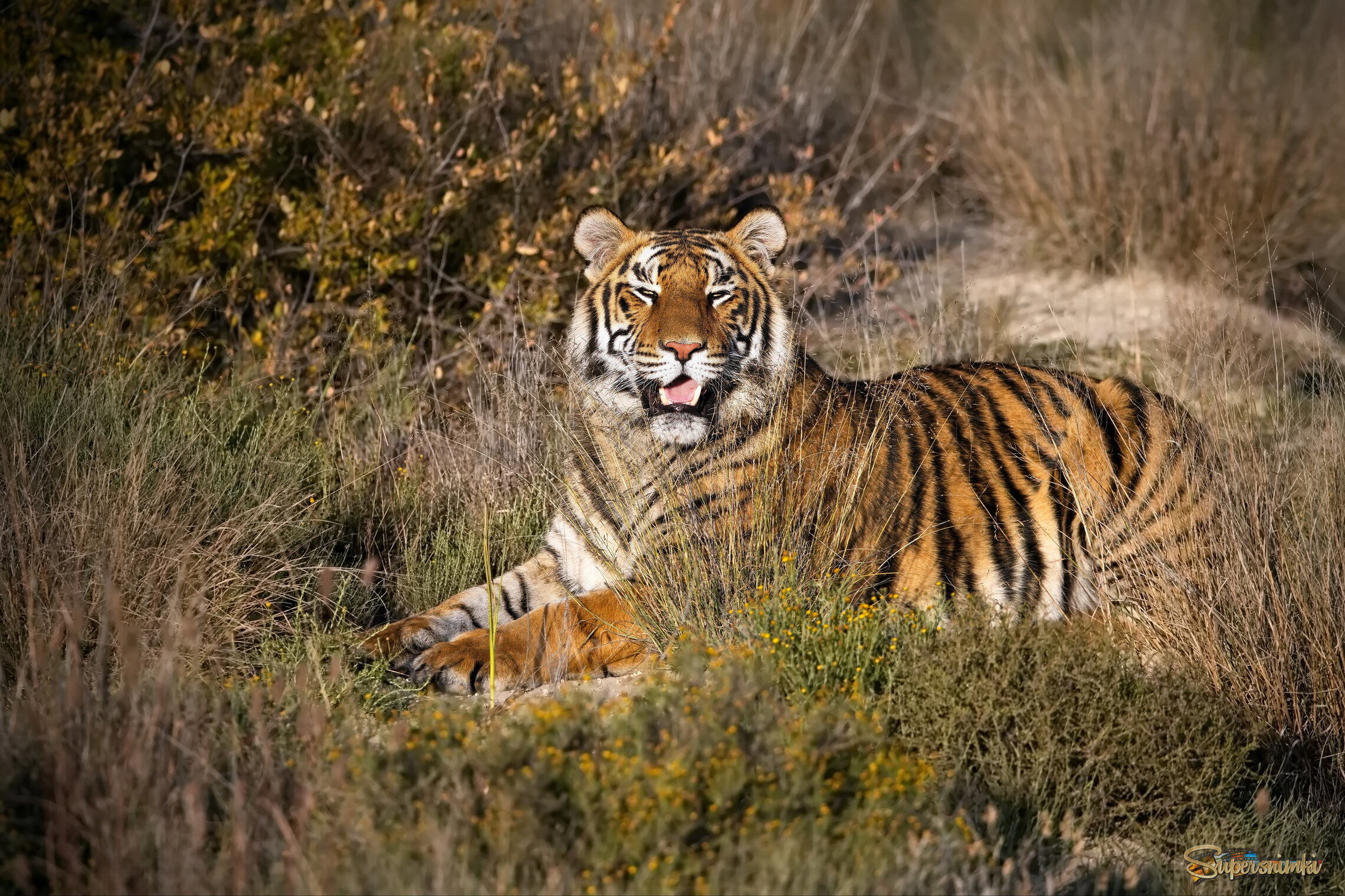 Вечерняя улыбка