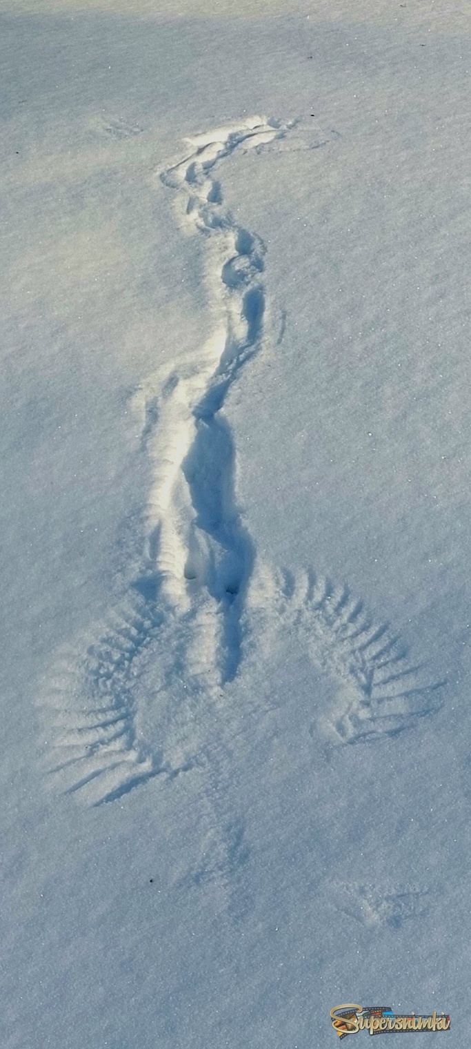 Отпечаток на снедном покрывале