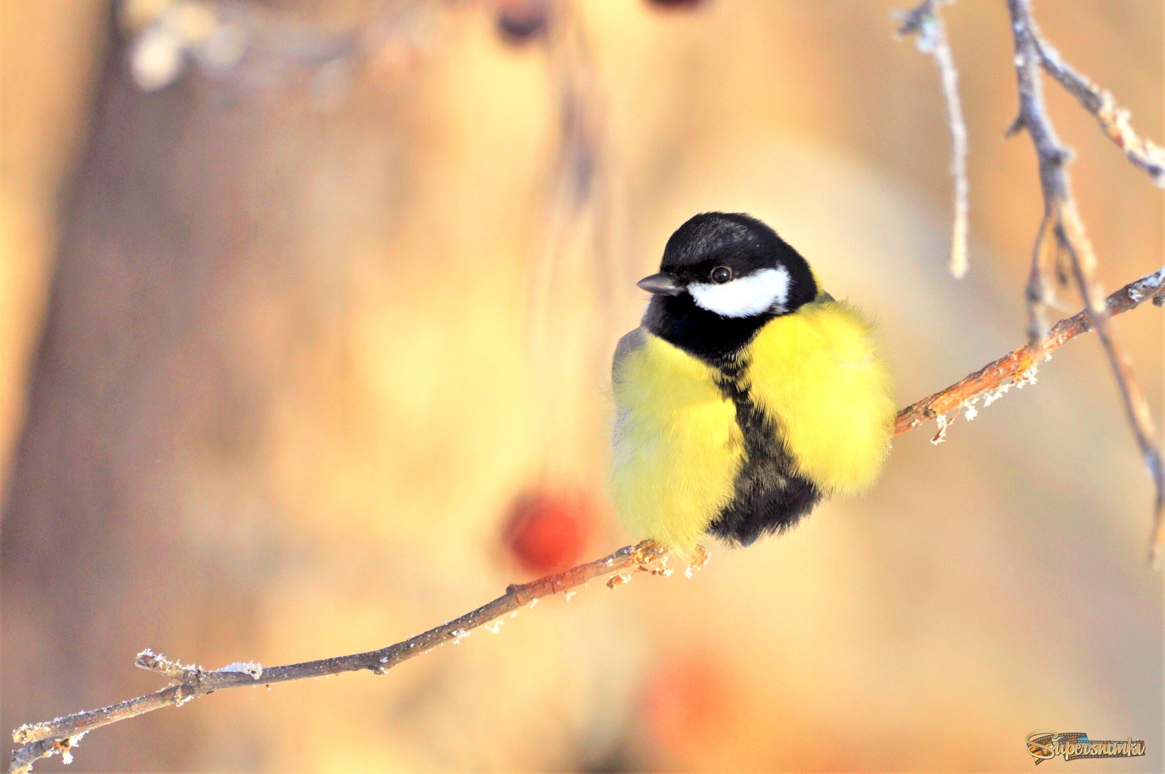 Синичка. Она самая