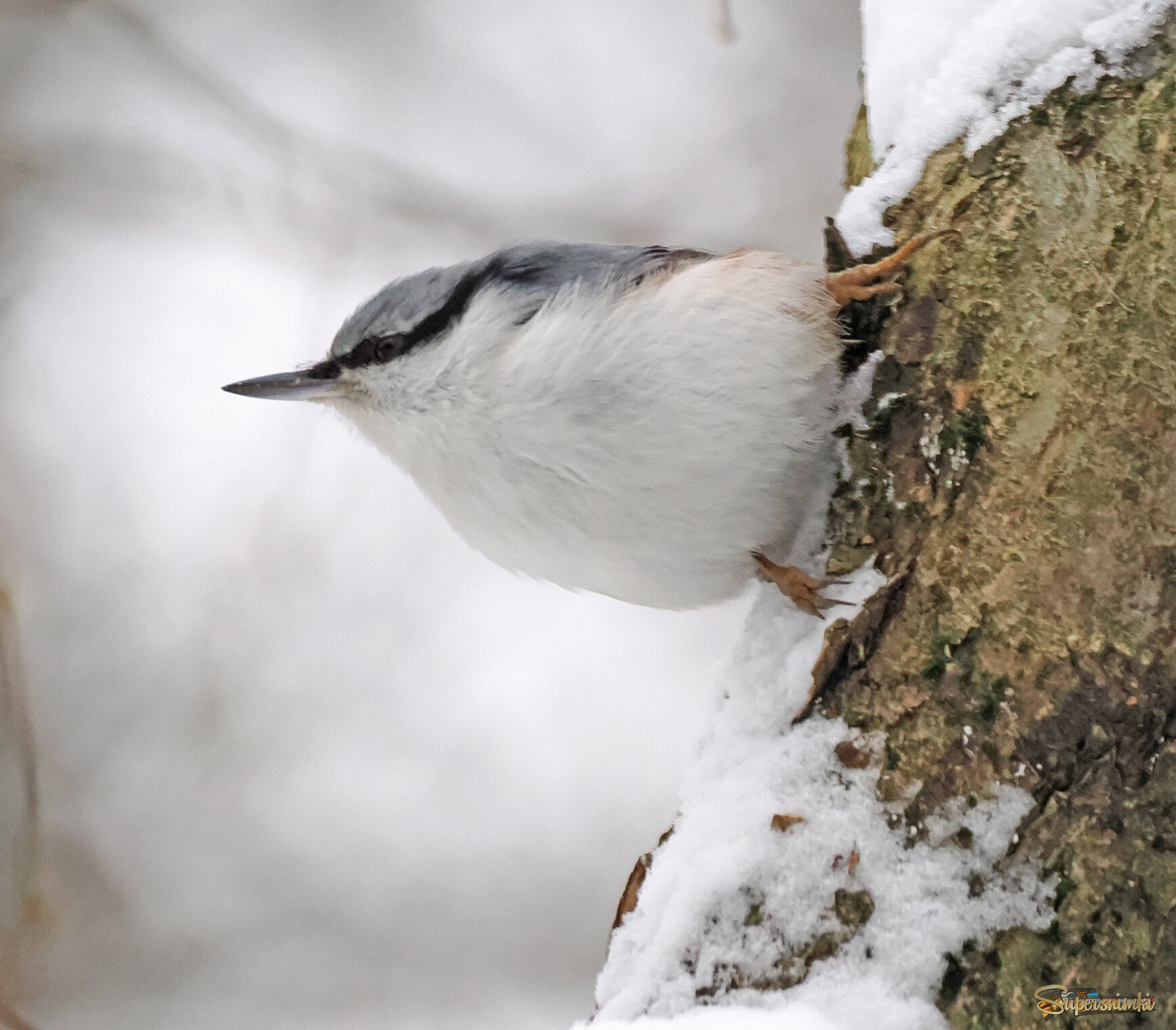Обыкновенный поползень.