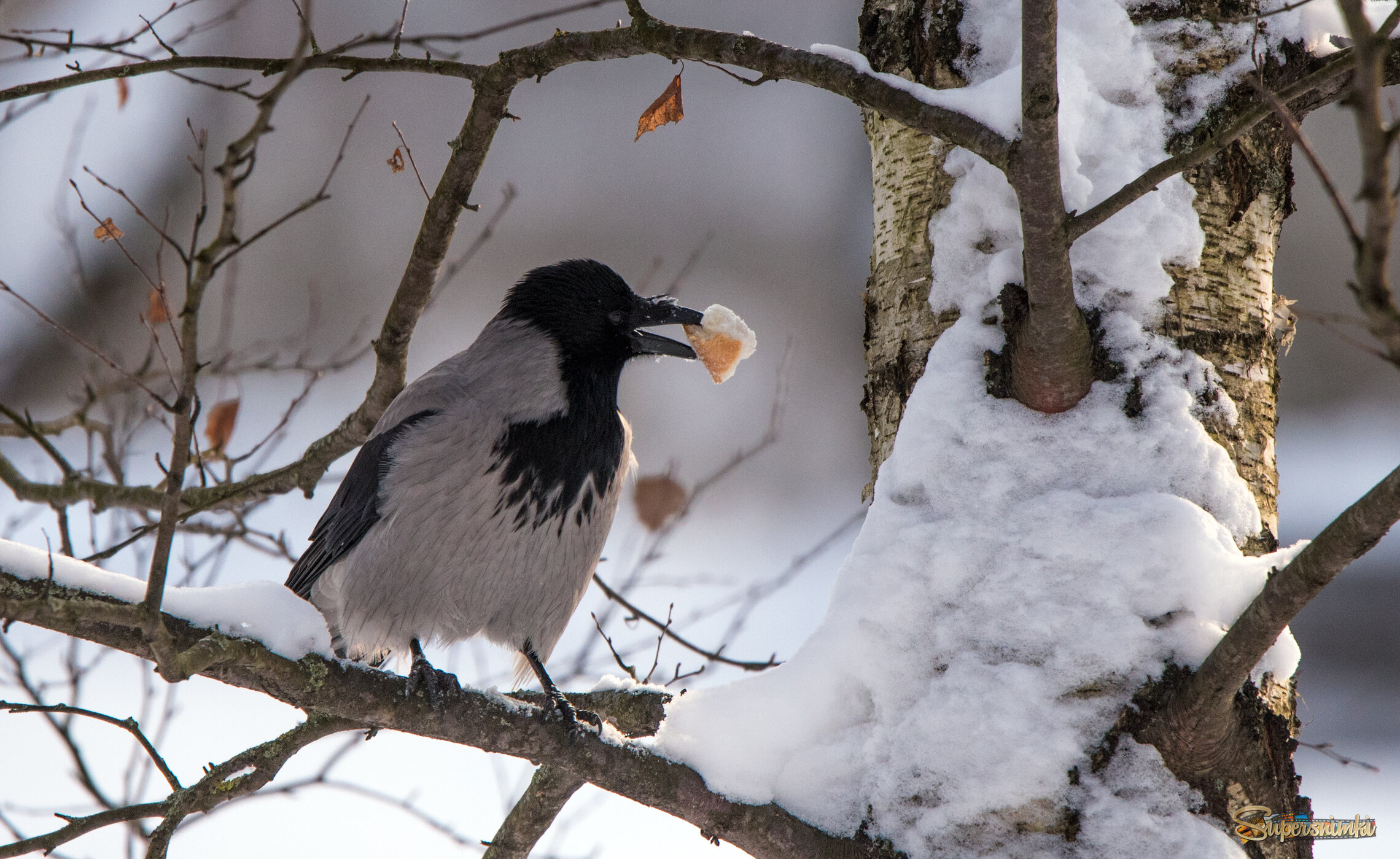 "Вороне где-то бог послал кусочек... хлеба!"