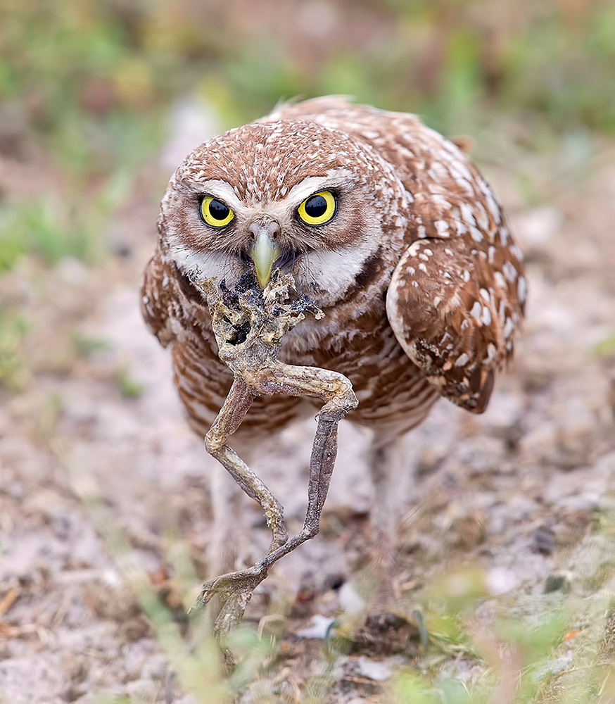 Cыч c добычей - Burrowing Owl 