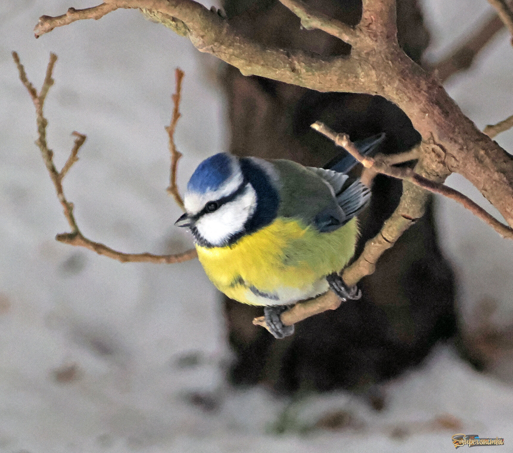 Обыкновенная лазоревка.