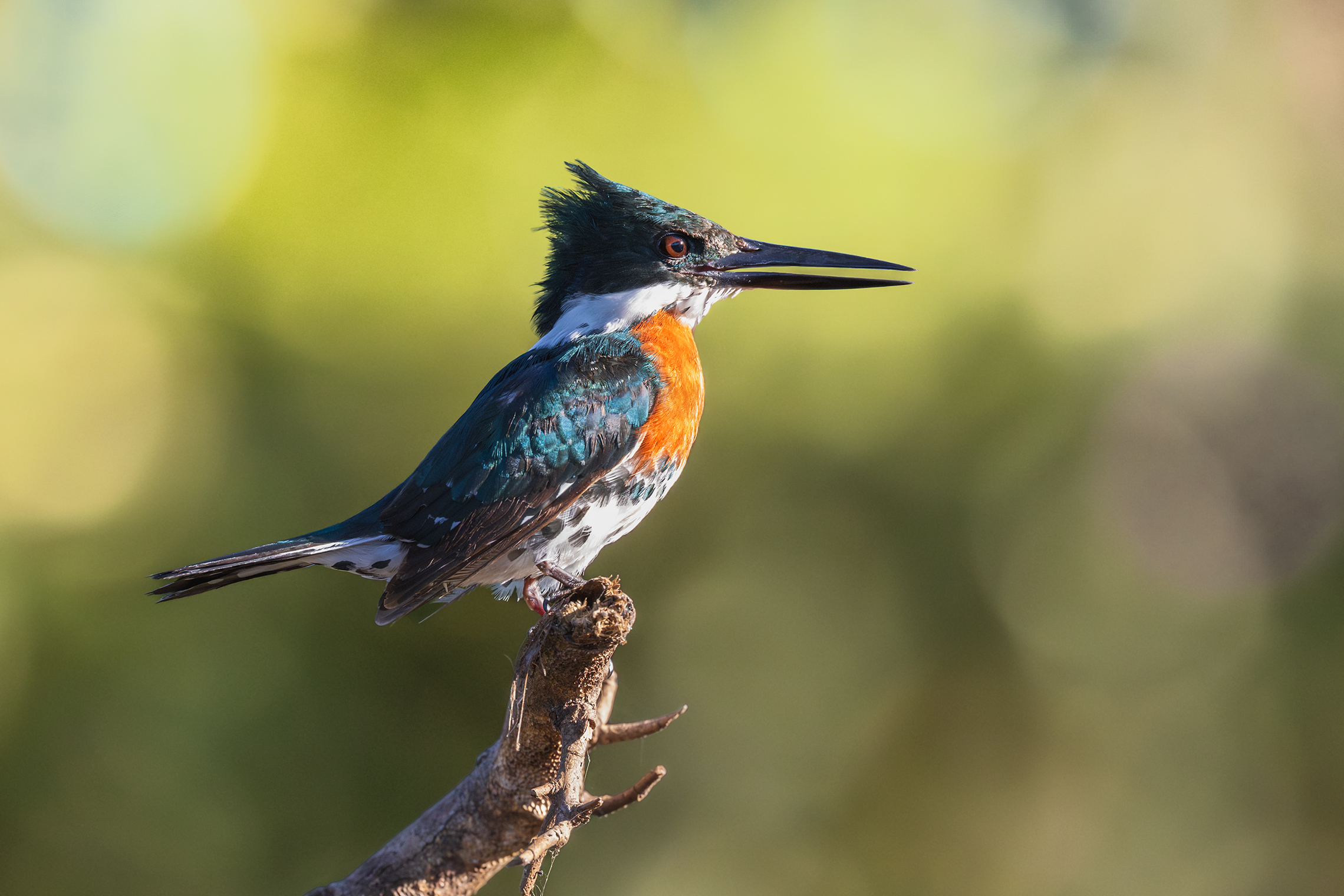 Королевский рыбак