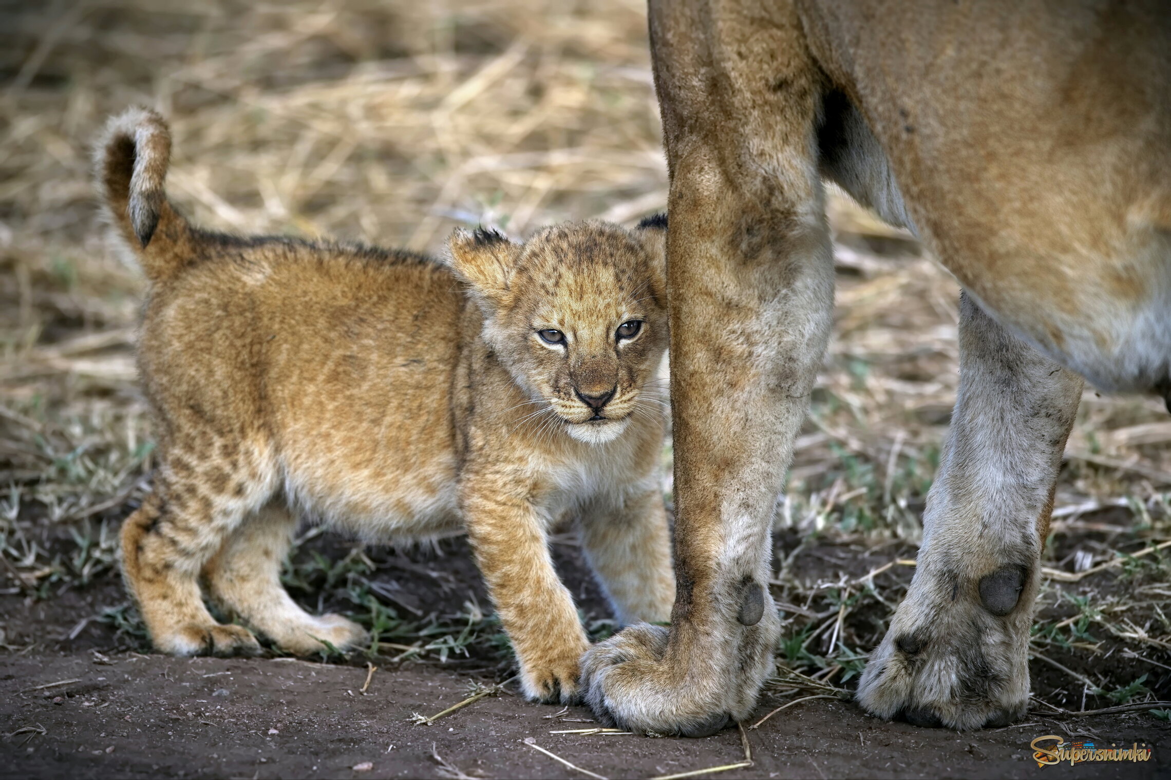 Застенчивый малыш