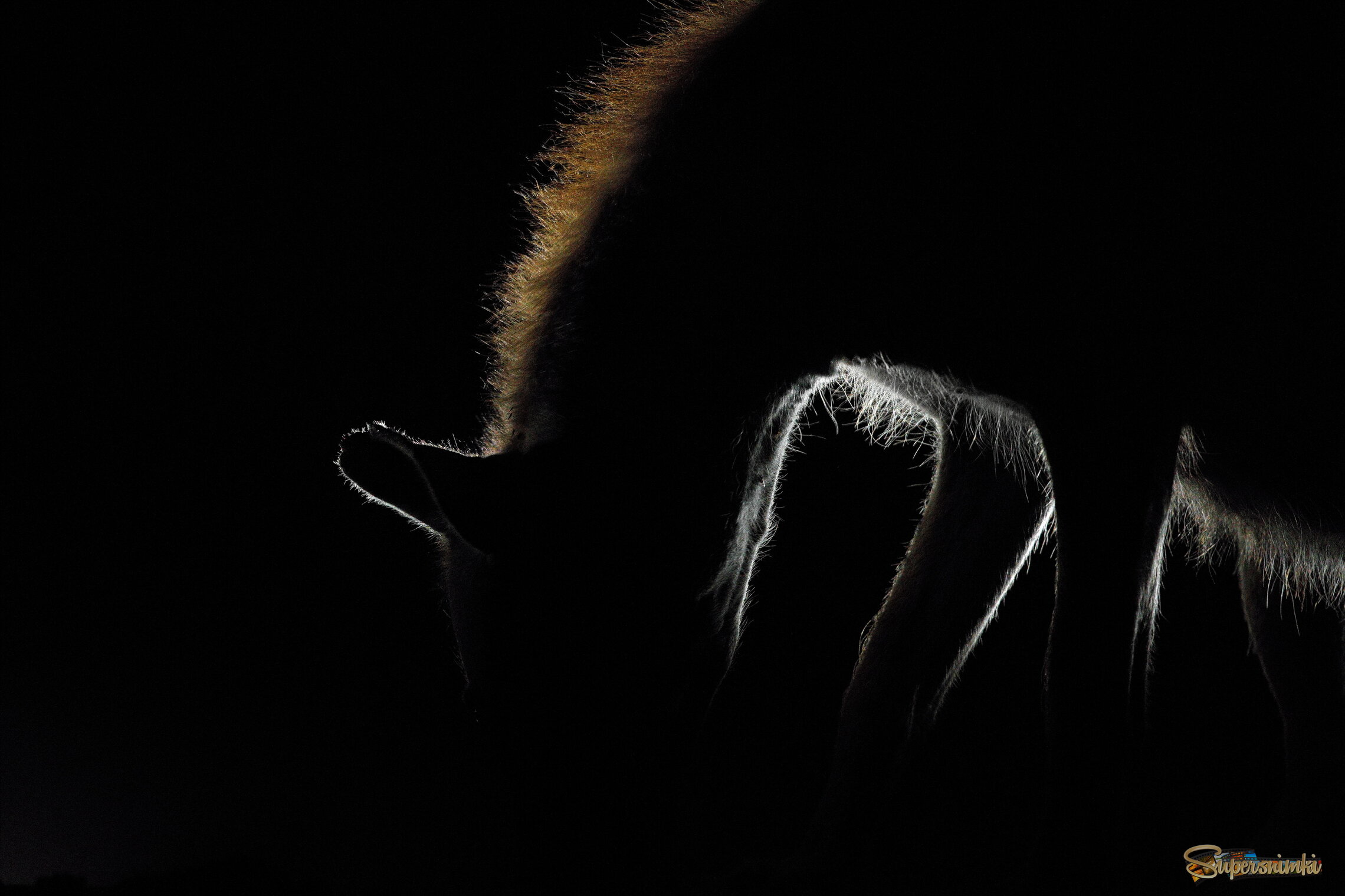 Ночной силуэт