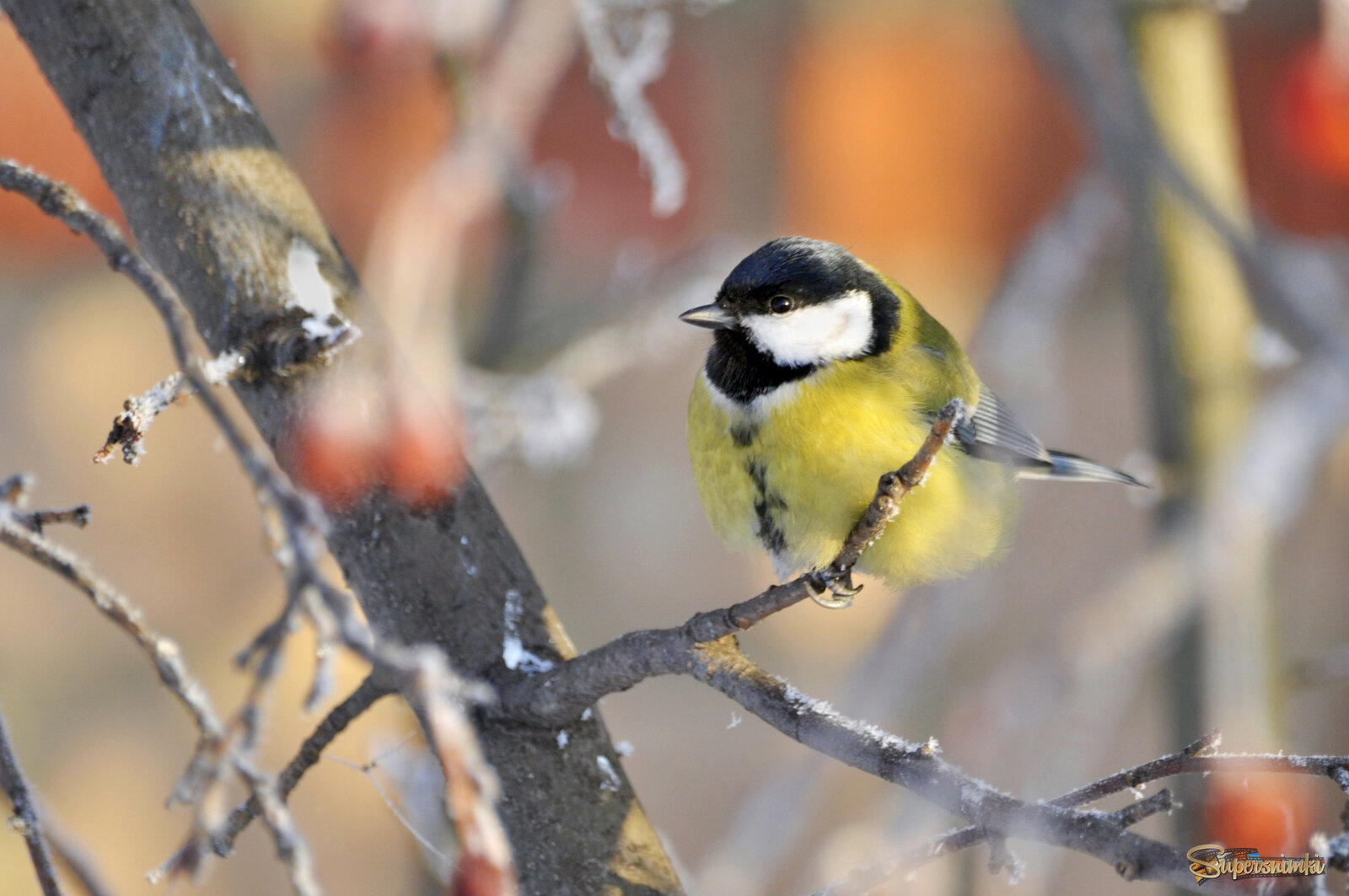 Наши птички