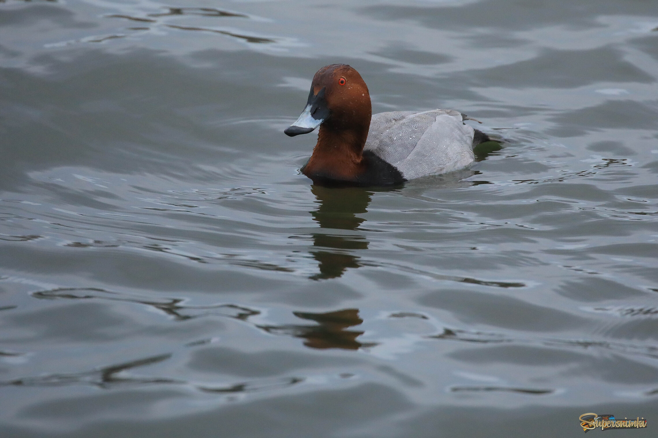 Из жизни самца нырка